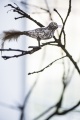 IB Laursen Skleněný ptáček na skřipci Bird stříbrný